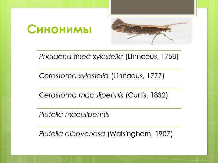 Синонимы Phalaena tinea xylostella (Linnaeus, 1758) Cerostoma xylostella (Linnaeus, 1777) Cerostoma maculipennis (Curtis, 1832)