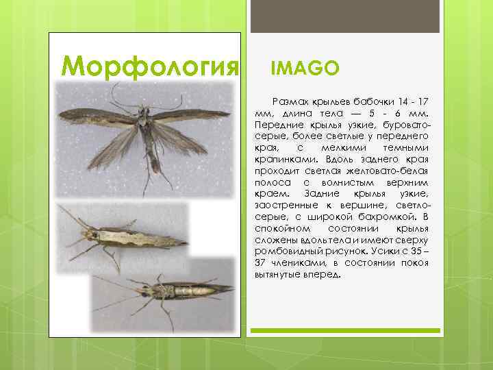 Морфология IMAGO Размах крыльев бабочки 14 17 мм, длина тела — 5 6 мм.