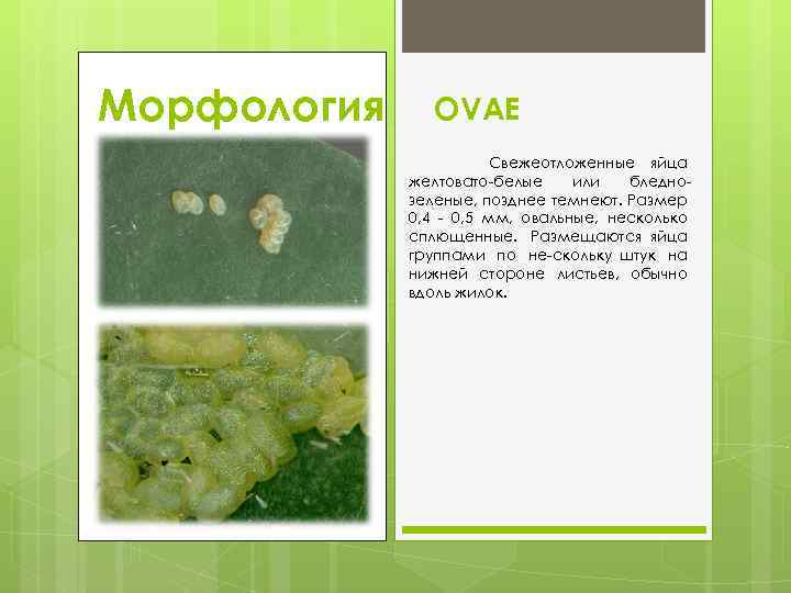 Морфология OVAE Свежеотложенные яйца желтовато белые или бледно зеленые, позднее темнеют. Размер 0, 4