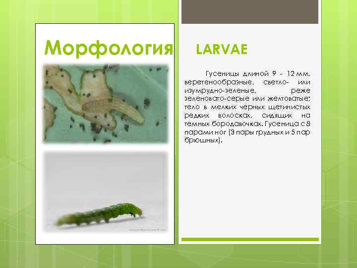 Морфология LARVAE Гусеницы длиной 9 12 мм, веретенообразные, светло или изумрудно зеленые, реже зеленовато