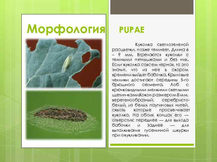 Морфология PUPAE Куколка светлозеленой расцветки, позже темнеет. Длина 6 – 9 мм. Втречаются куколки