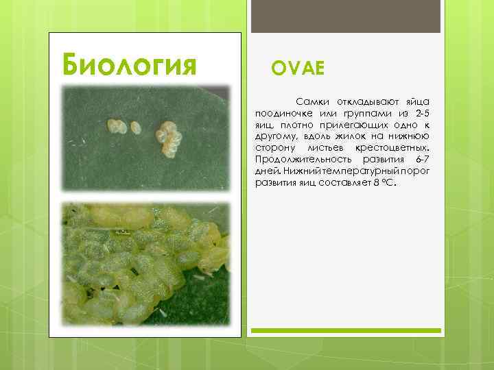 Биология OVAE Самки откладывают яйца поодиночке или группами из 2 5 яиц, плотно прилегающих