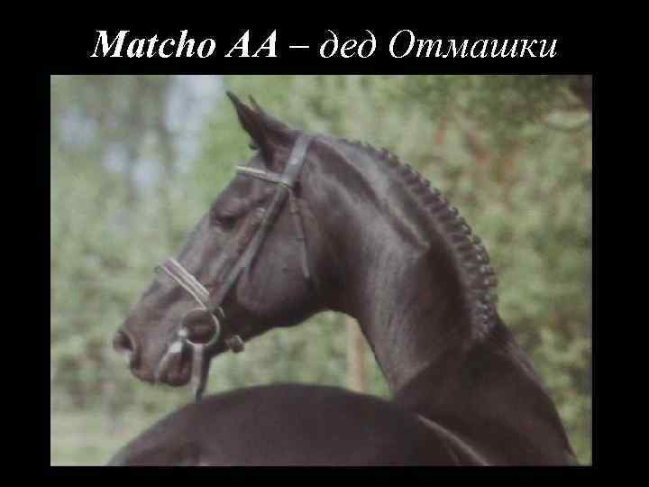 Matcho AA – дед Отмашки 