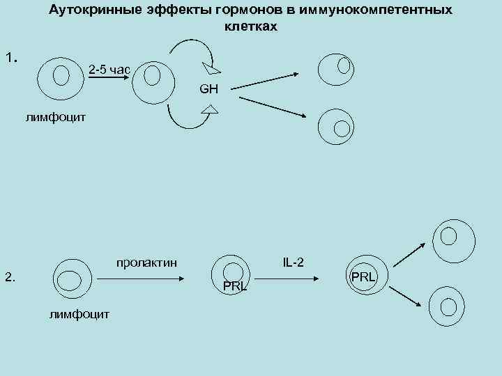 Аутокринные эффекты гормонов в иммунокомпетентных клетках 1 . 2 -5 час GH лимфоцит пролактин