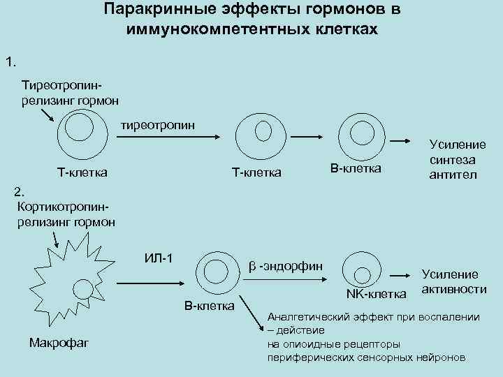 Паракринные эффекты гормонов в иммунокомпетентных клетках 1. Тиреотропинрелизинг гормон тиреотропин Т-клетка В-клетка Усиление синтеза