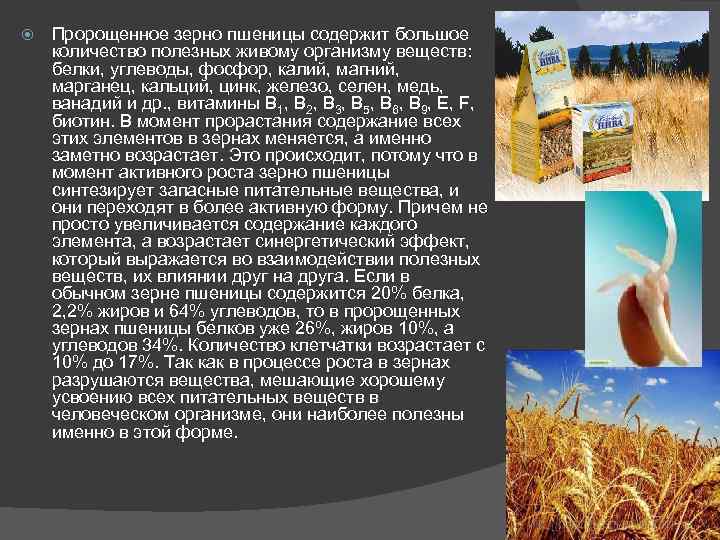  Пророщенное зерно пшеницы содержит большое количество полезных живому организму веществ: белки, углеводы, фосфор,