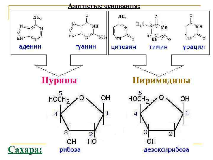 Структура оснований