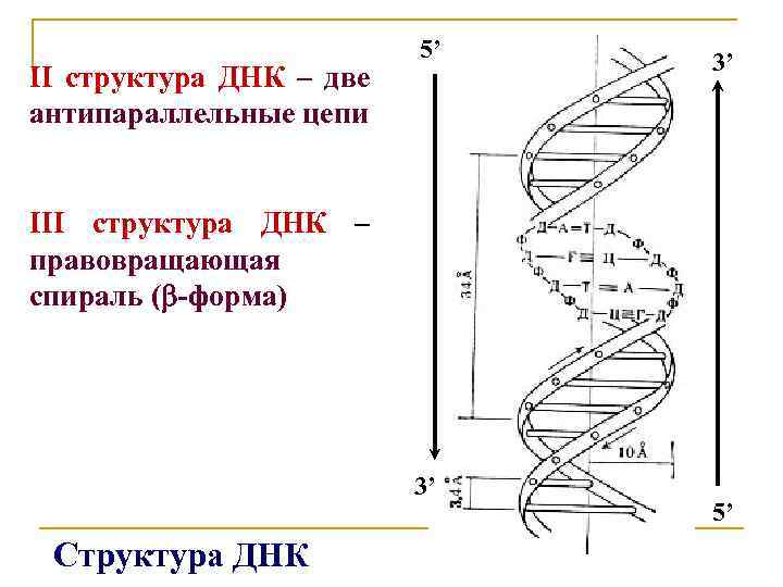 II cтруктура ДНК – две антипараллельные цепи 5’ 3’ III структура ДНК – правовращающая