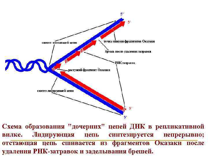 Схема образования 