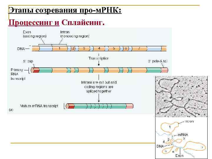 Этапы созревания про-м. РНК: Процессинг и Сплайсинг. 
