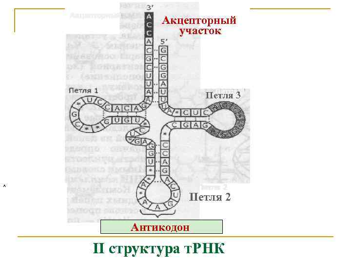 Имеет антикодон