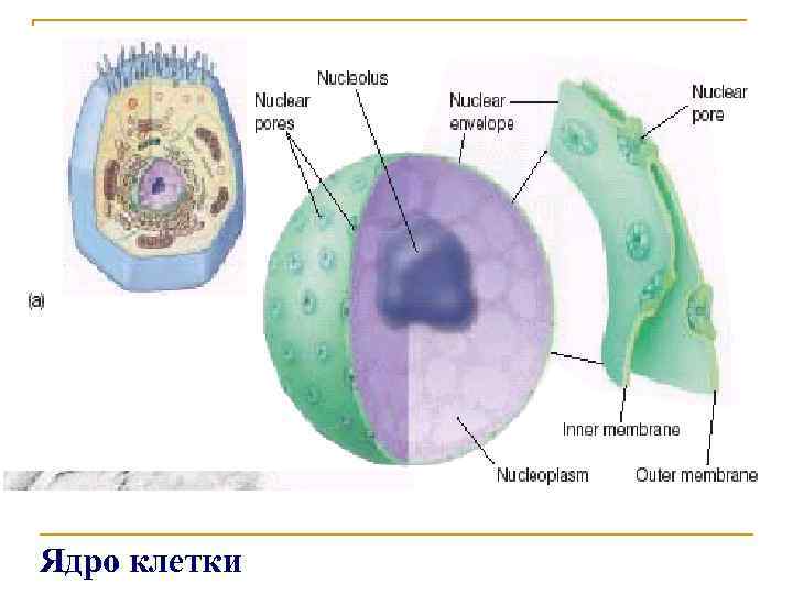 Ядро клетки 