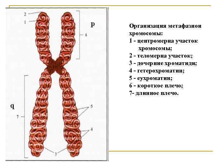 Плечи хромосом. Строение хромосомы короткое плечо. Короткое и длинное плечо хромосомы. Строение хромосомы q p. Строение хромосомы короткое и длинное плечо.