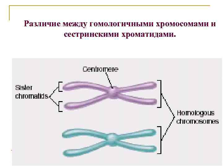 Хроматид в ядре. Гомологические хромосомы. Гомологичные хромосомы это в биологии. Гомологичные хромосомы и сестринские хромосомы. Две гомологичные хромосомы.