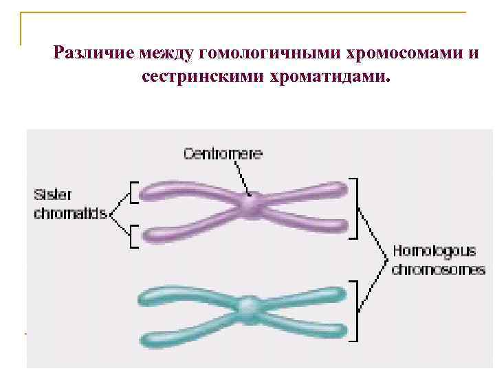 Расхождение гомологичных хромосом. Гомологические хромосомы. Гомологичные и негомологичные хромосомы. Гомологичные хроматиды. Гомологичные хромосомы это в биологии.