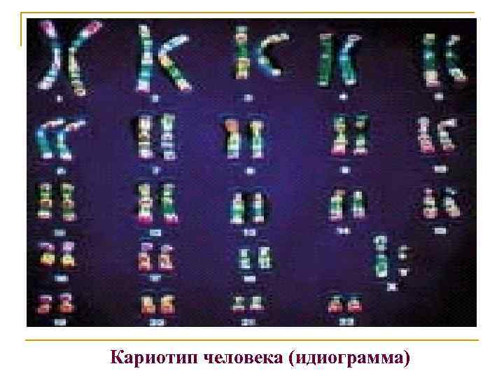 Кариотип человека (идиограмма) 