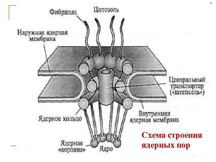 Строение ли. Ядерные поры строение и функции. Схема устройства ядерной поры. Расскажите о строении и функционировании ядерных пор. Схема строения ядерного изделия.