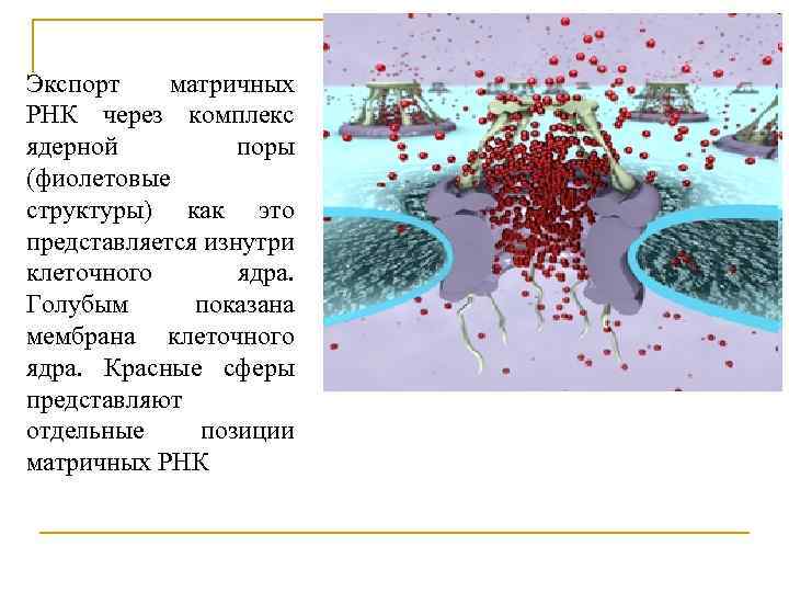 Экспорт матричных РНК через комплекс ядерной поры (фиолетовые структуры) как это представляется изнутри клеточного