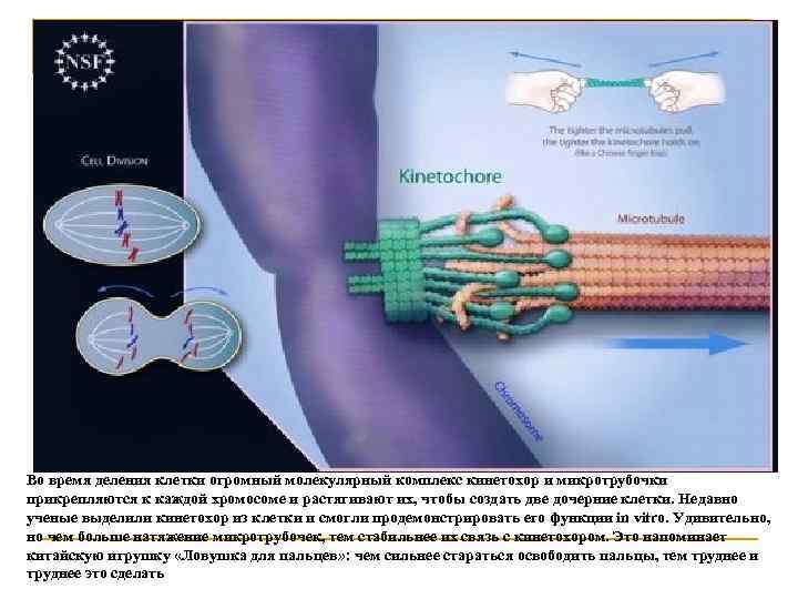 Во время деления клетки огромный молекулярный комплекс кинетохор и микротрубочки прикрепляются к каждой хромосоме