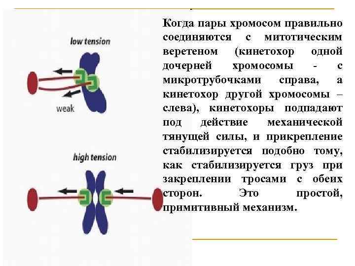 Образование дочерних хромосом. Кинетохора хромосомы это. Цикл репликации хромосом. Кинетохоры функции. Кинетохоры их формирование и роль в митотическом делении клетки.