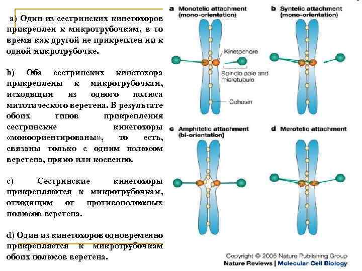 а) Один из сестринских кинетохоров прикреплен к микротрубочкам, в то время как другой не
