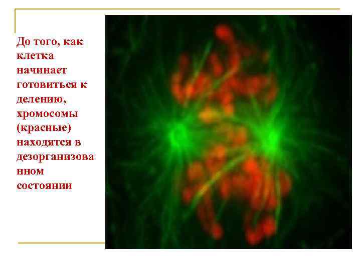 До того, как клетка начинает готовиться к делению, хромосомы (красные) находятся в дезорганизова нном