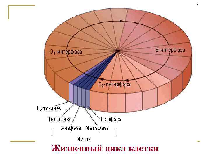 Жизненный цикл клетки 