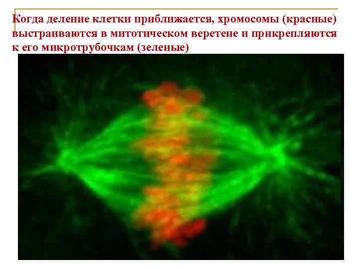 Когда деление клетки приближается, хромосомы (красные) выстраиваются в митотическом веретене и прикрепляются к его