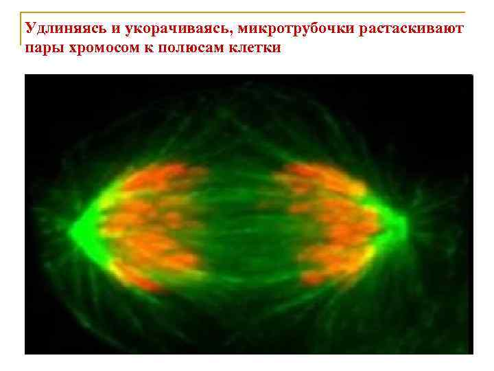 Удлиняясь и укорачиваясь, микротрубочки растаскивают пары хромосом к полюсам клетки 