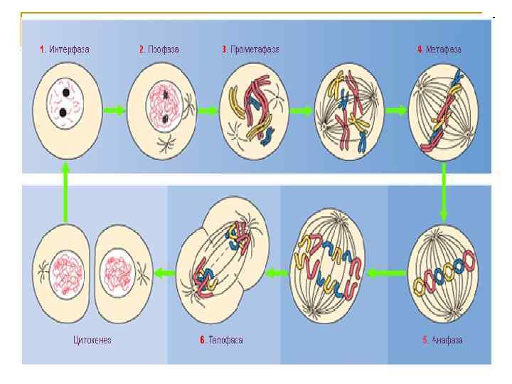 Интерфаза клетки процессы