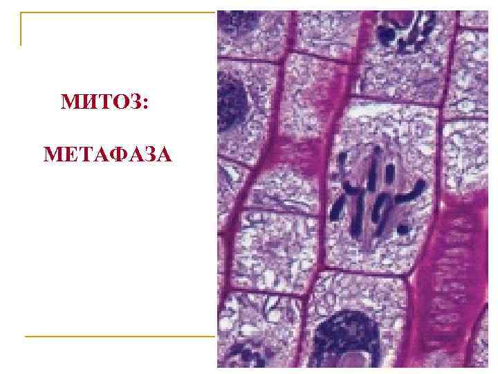 МИТОЗ: МЕТАФАЗА 