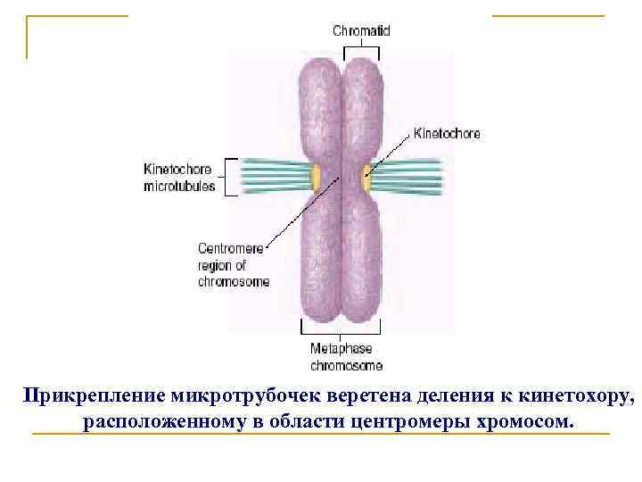 Деление центромеры хромосом. Центромера и кинетохора. Кинетохор хромосомы. Строение кинетохора. Хроматида, центромера, кинетохор.