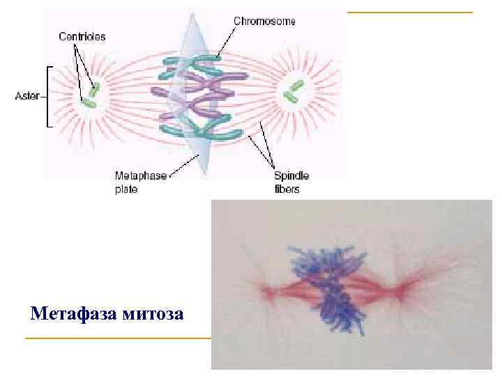 Метафаза митоза 