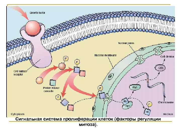 Сигнальная система пролиферации клеток (факторы регуляции митоза). 