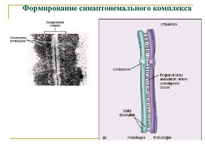 Формирование синаптонемального комплекса 