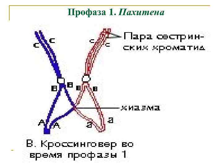 Профаза 1. Пахитена 