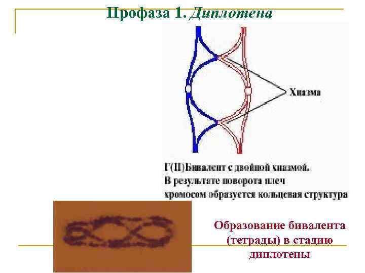 Профаза 1. Диплотена Образование бивалента (тетрады) в стадию диплотены 