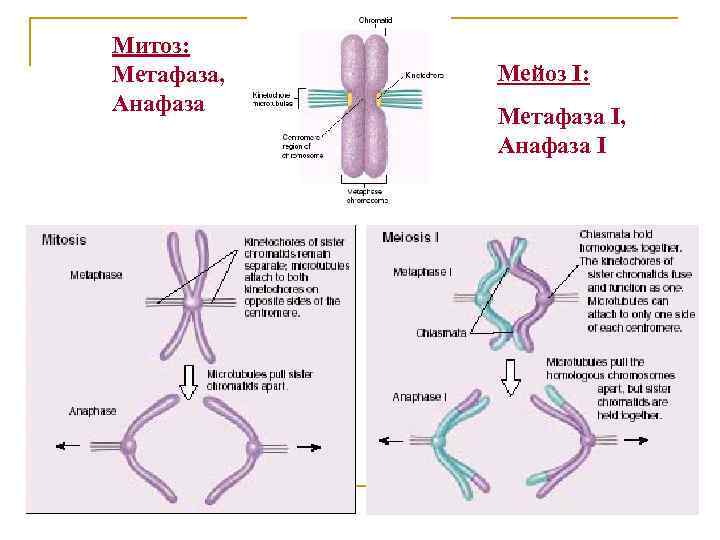 Митоз: Метафаза, Анафаза Мейоз I: Метафаза I, Анафаза I 