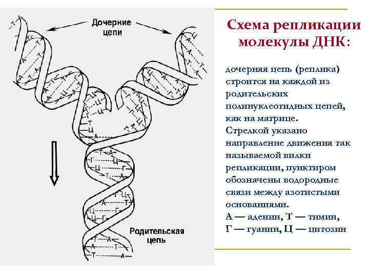 Двухцепочечная молекула днк содержит