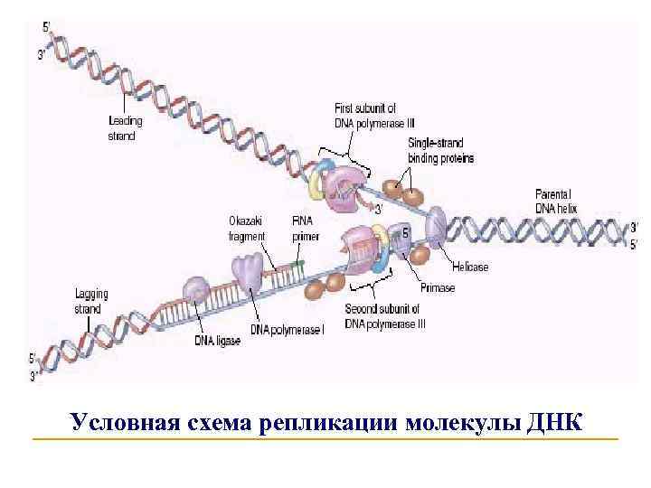Условная схема репликации молекулы ДНК 