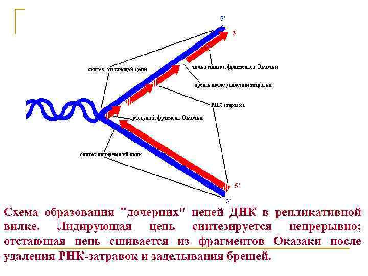 Схема репликативной вилки