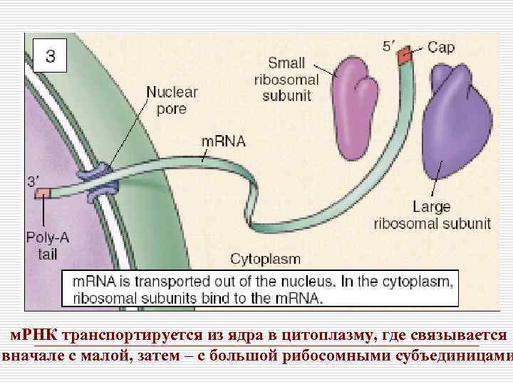 м. РНК транспортируется из ядра в цитоплазму, где связывается вначале с малой, затем –