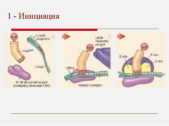 1 - Инициация 