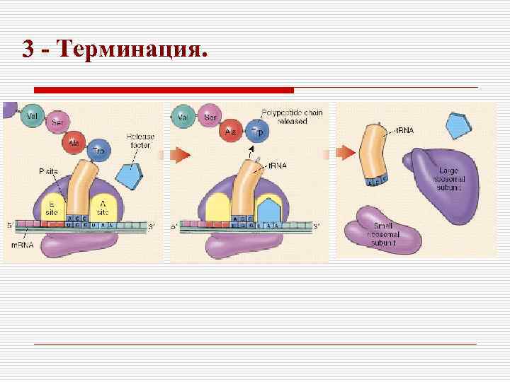 3 - Терминация. 
