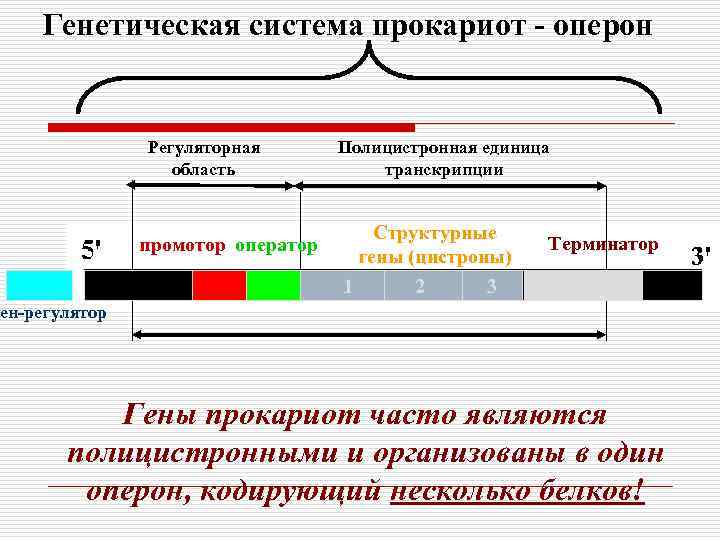 Строение оперона схема ф жакоба и ж моно