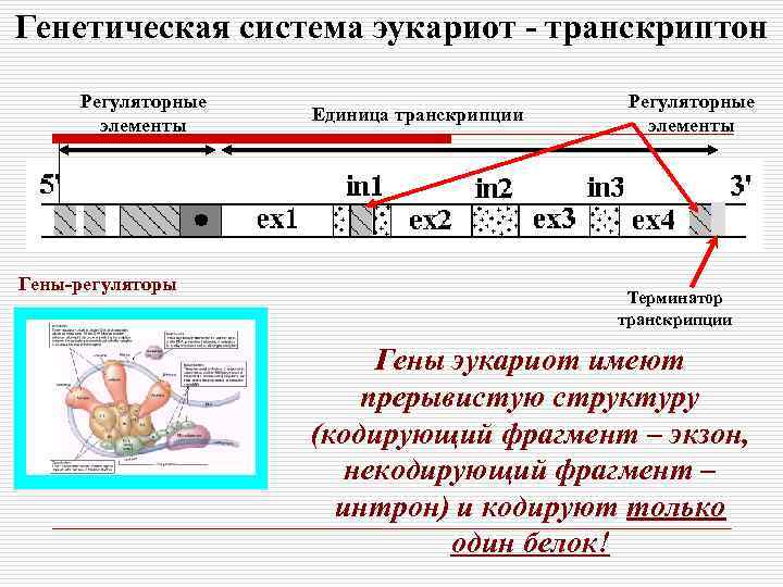 Генетическая система эукариот - транскриптон Регуляторные элементы Гены-регуляторы Единица транскрипции Регуляторные элементы Терминатор транскрипции