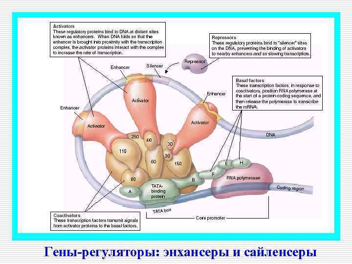 Гены-регуляторы: энхансеры и сайленсеры 