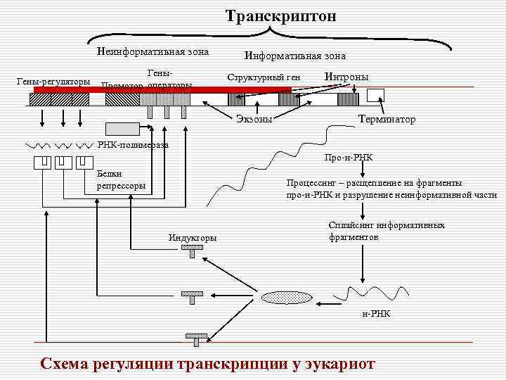 Терминатор рнк