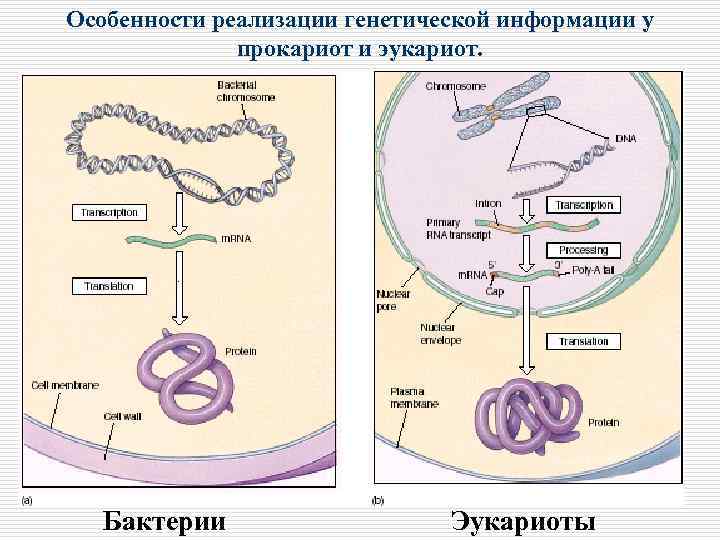 Особенности реализации генетической информации у прокариот и эукариот. Бактерии Эукариоты 