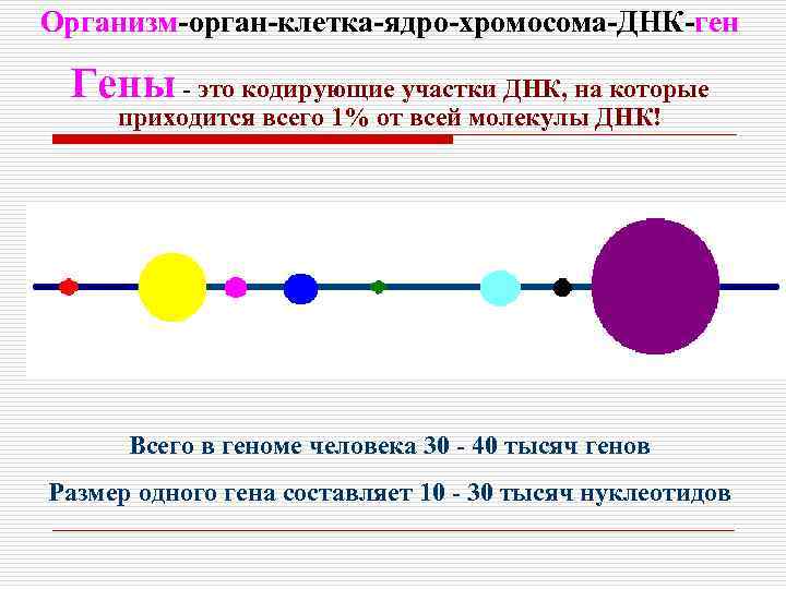Организм-орган-клетка-ядро-хромосома-ДНК-ген Гены - это кодирующие участки ДНК, на которые приходится всего 1% от всей